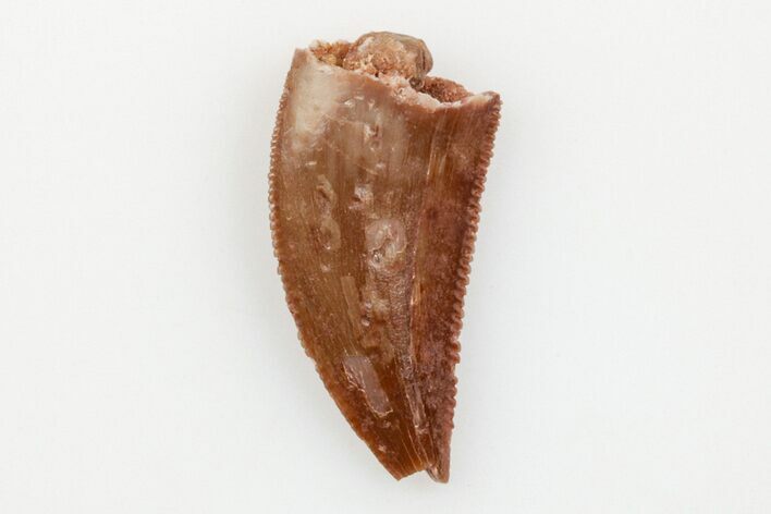 Serrated, Raptor Tooth - Real Dinosaur Tooth #203491
